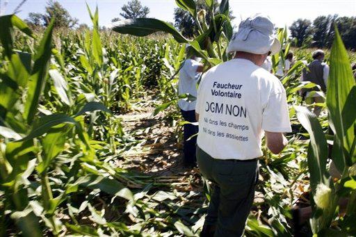 Où sont les parcelles OGM en France?